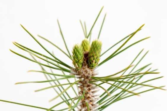 松树盆景的3种花蕾类型 图片