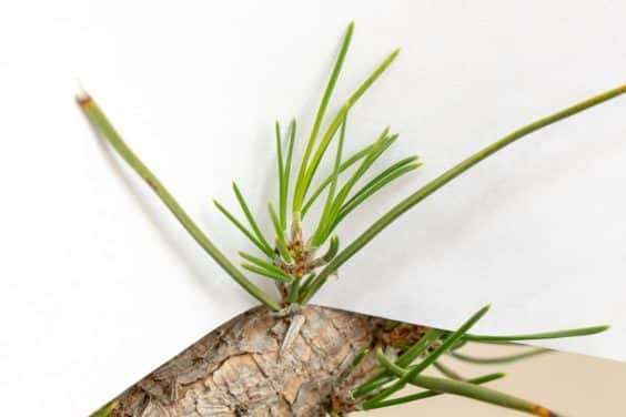 松树盆景的3种花蕾类型 图片