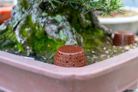 夏季给盆景施肥有很多很好的3个理由