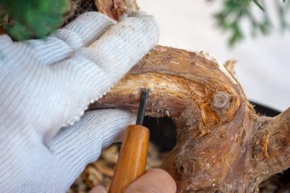 图解 盆景初学者怎么雕刻的3个技巧