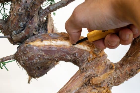 图解 盆景初学者怎么雕刻的3个技巧