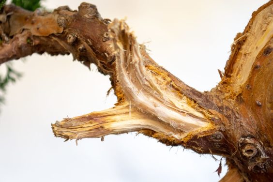 图解 盆景初学者怎么雕刻的3个技巧