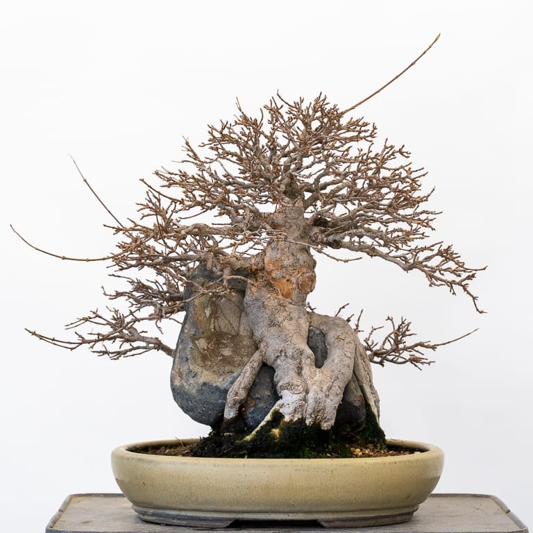 图解 三叉戟枫树盆景怎么秋季修剪的5个步骤