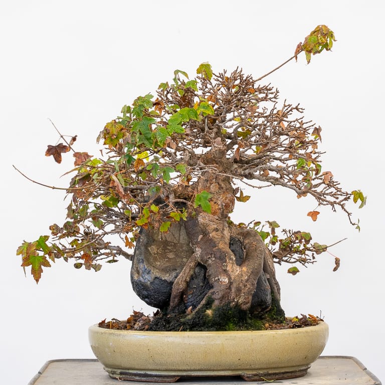 图解 三叉戟枫树盆景怎么秋季修剪的5个步骤