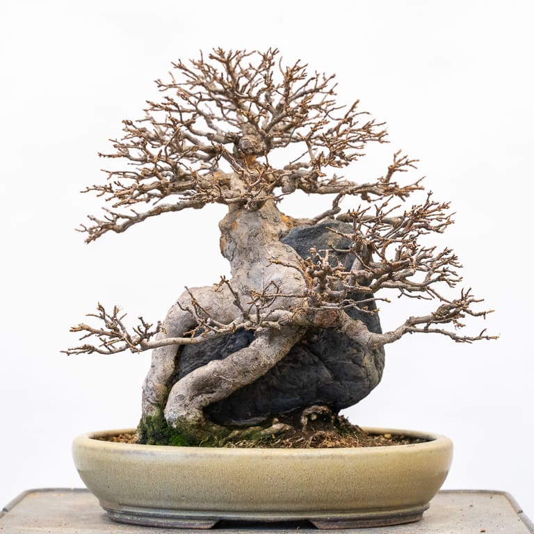 图解 三叉戟枫树盆景怎么秋季修剪的5个步骤