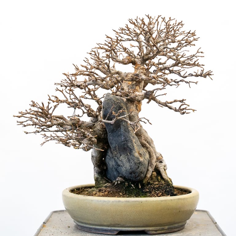 图解 三叉戟枫树盆景怎么秋季修剪的5个步骤