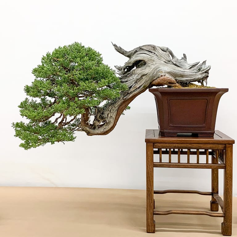 2021 加州大和盆景会第50届展览 图片