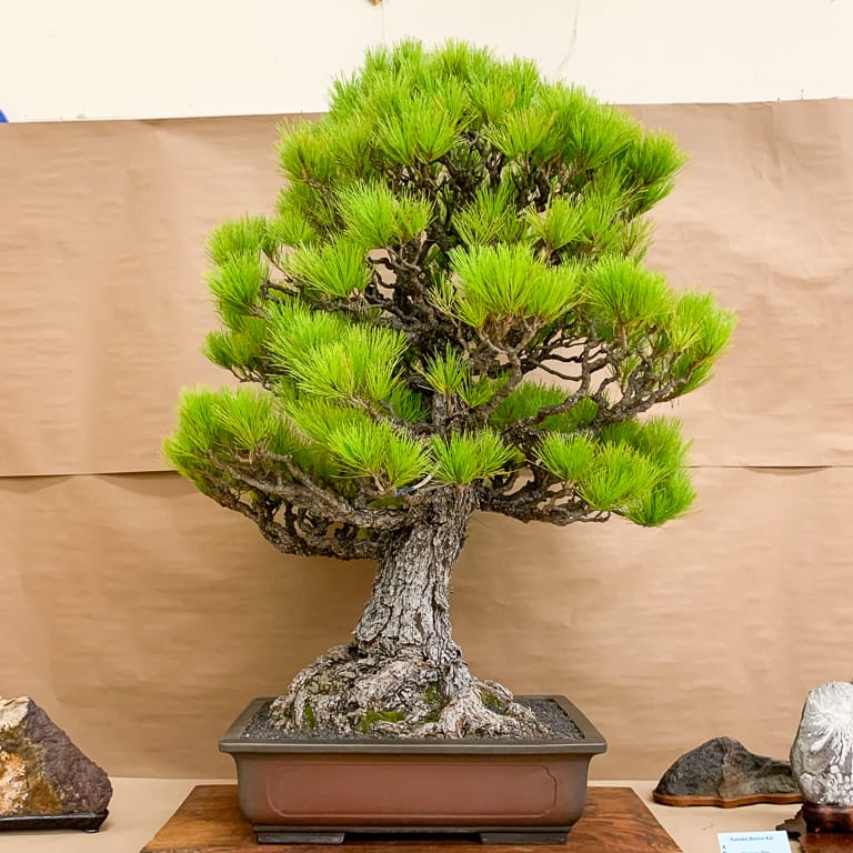 2021 加州大和盆景会第50届展览 图片