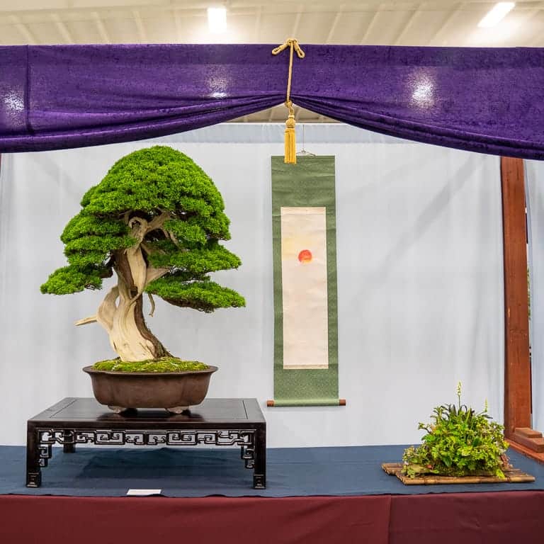 2021 美国国家盆景展评 图片