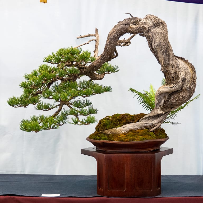 2021 美国国家盆景展评 图片