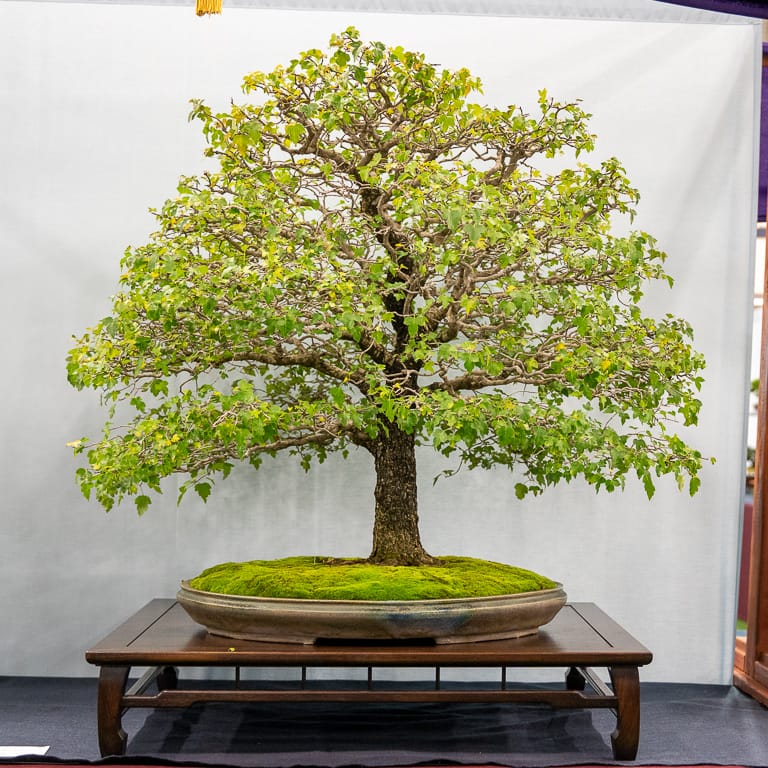 2021 美国国家盆景展评 图片