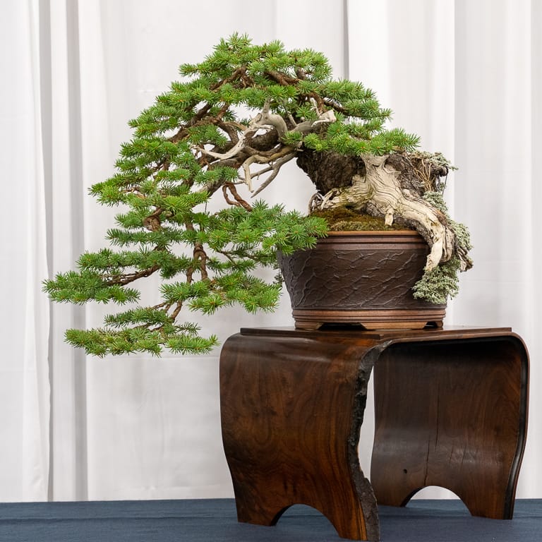 2021 美国国家盆景展评 图片