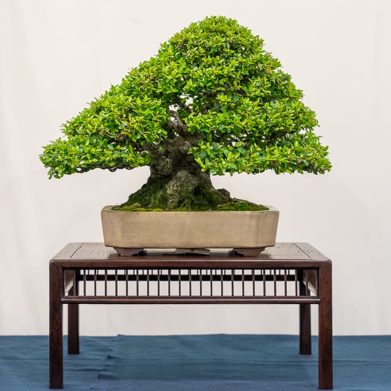 2021 美国国家盆景展评 图片