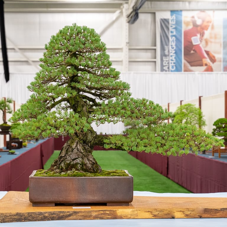 2021 美国国家盆景展评 图片