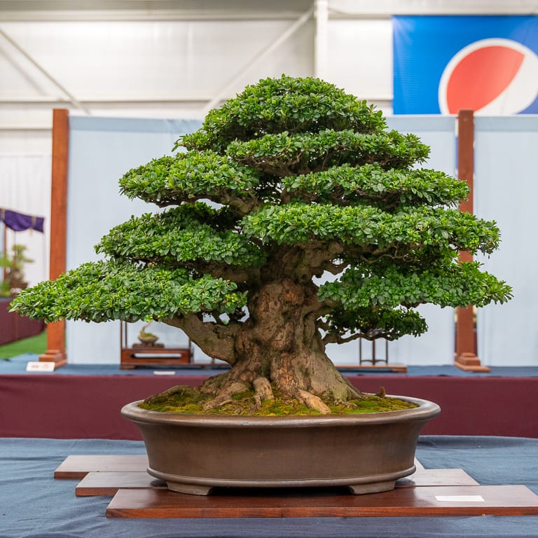 2021 美国国家盆景展评 图片