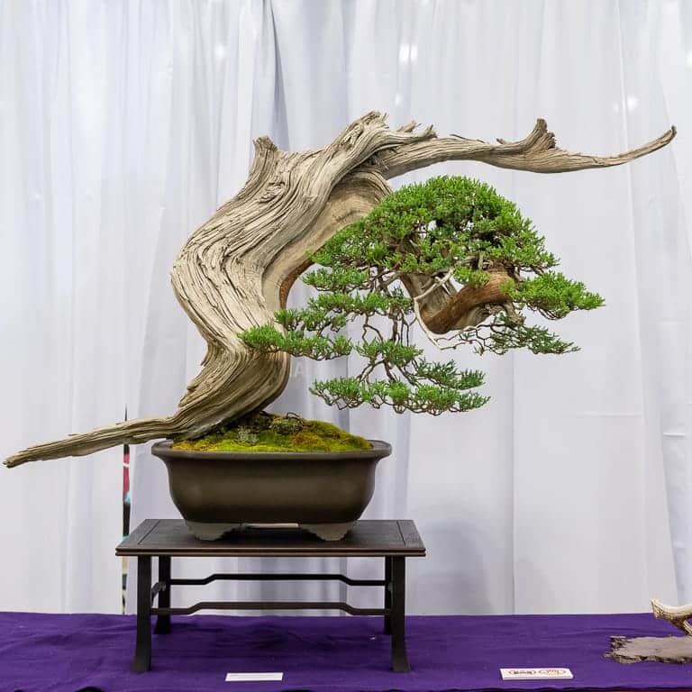 2021 美国国家盆景展评 图片