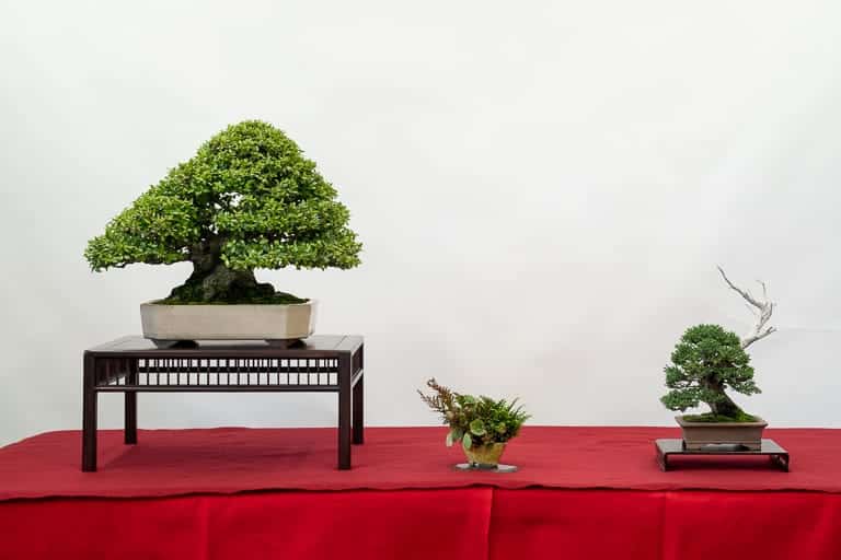 2021 美国国家冬青盆景展 图片