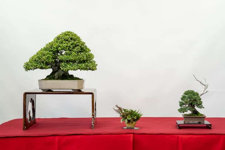 2021 美国国家冬青盆景展 图片