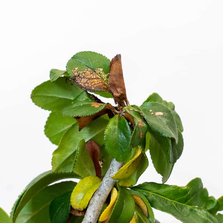 图解 黑松盆景的夏芽怎么病虫害防治