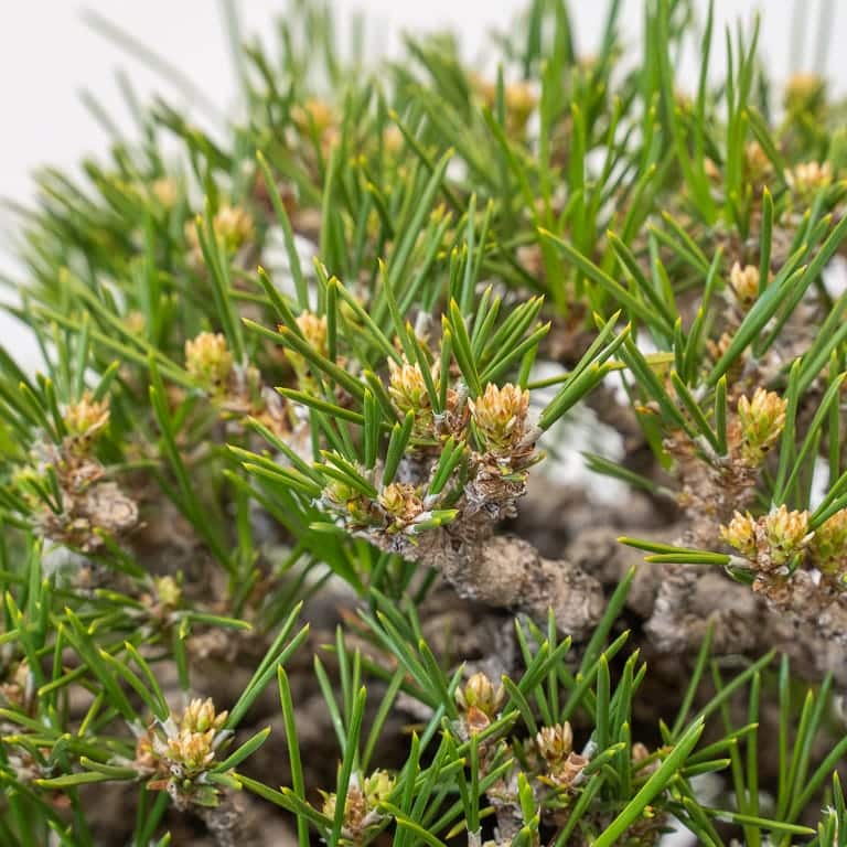 图解 黑松盆景的夏芽怎么病虫害防治