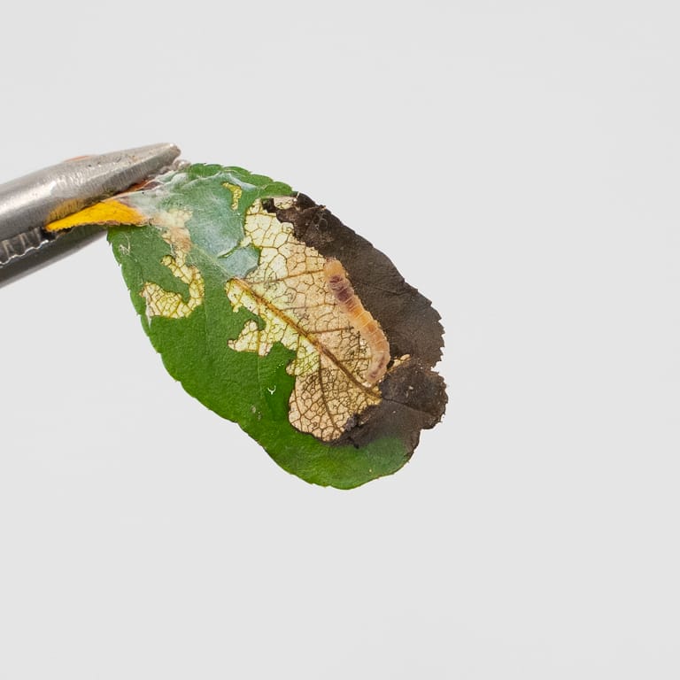 图解 黑松盆景的夏芽怎么病虫害防治