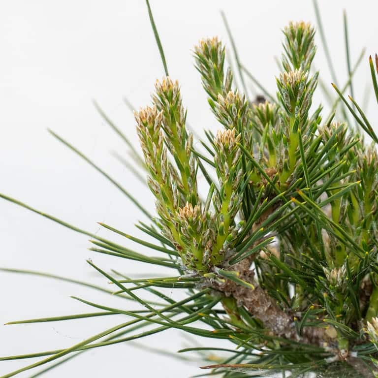 图解 黑松盆景的夏芽怎么病虫害防治