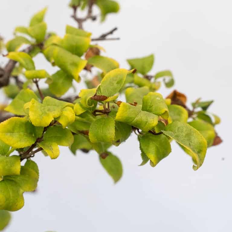 图解 黑松盆景的夏芽怎么病虫害防治