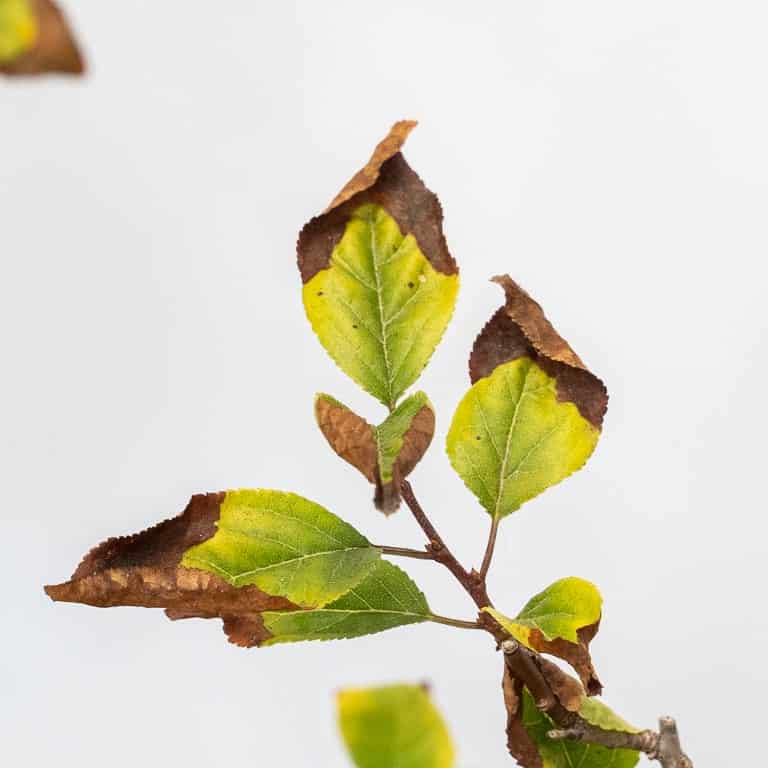 图解 黑松盆景的夏芽怎么病虫害防治