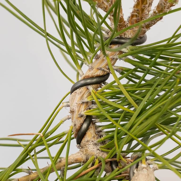图解 黑松盆景的夏芽怎么病虫害防治