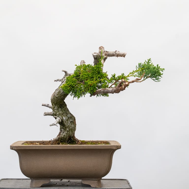 图解 怎么嫁接杜松盆景的8个过程