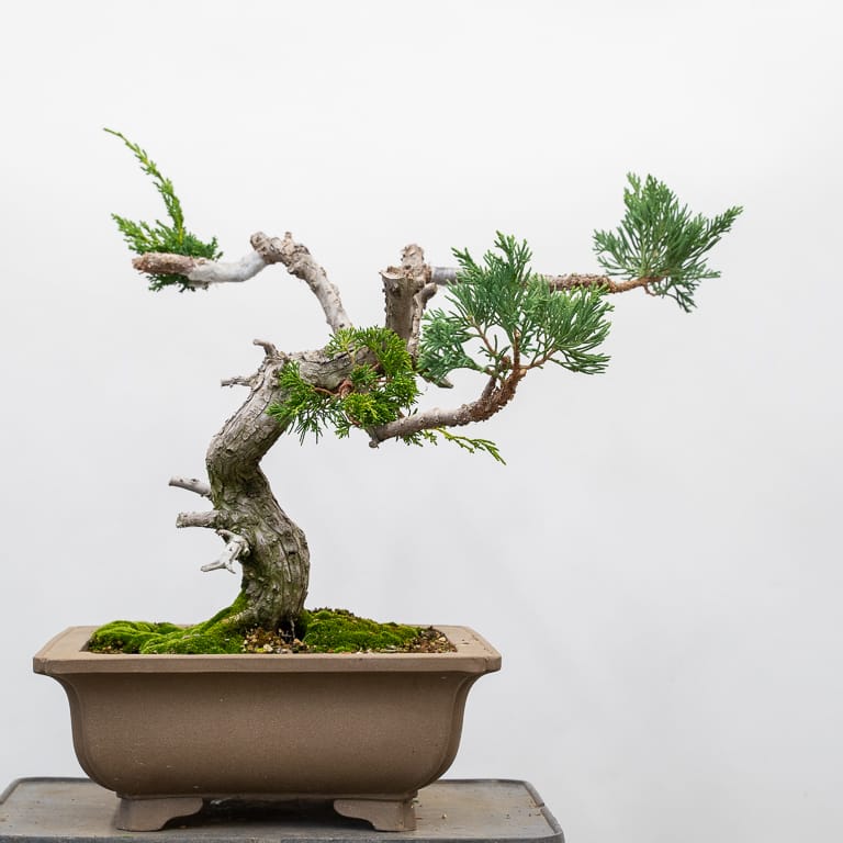 图解 怎么嫁接杜松盆景的8个过程