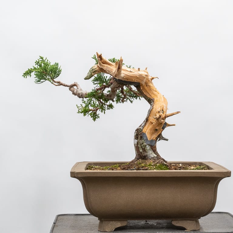 图解 怎么嫁接杜松盆景的8个过程