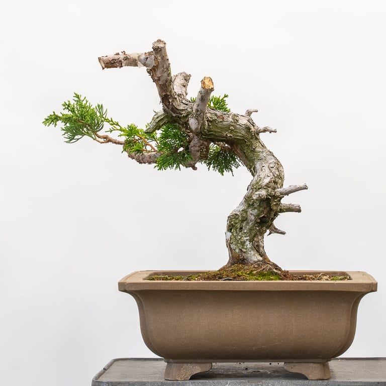 图解 怎么嫁接杜松盆景的8个过程