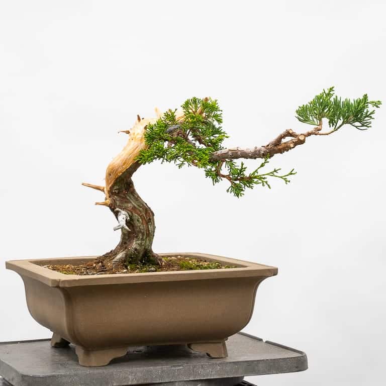 图解 怎么嫁接杜松盆景的8个过程