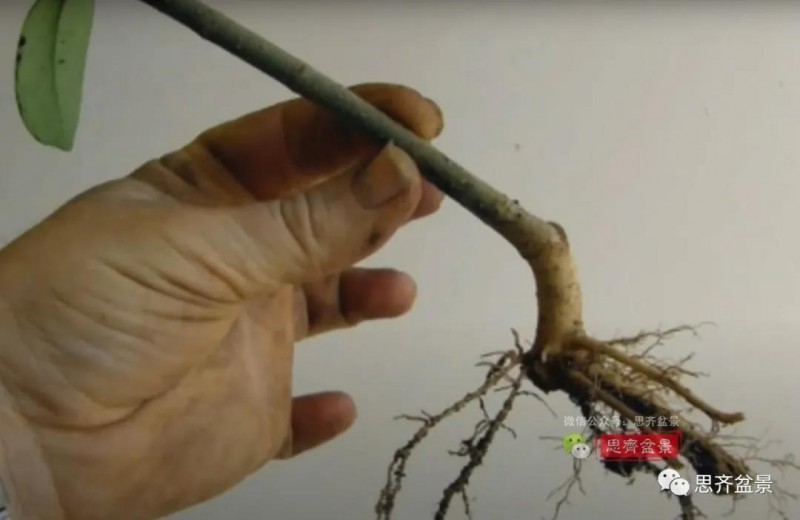 图解 扦插女贞怎么13年制作成盆景