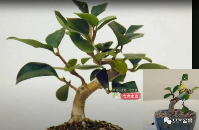 图解 扦插女贞怎么13年制作成盆景