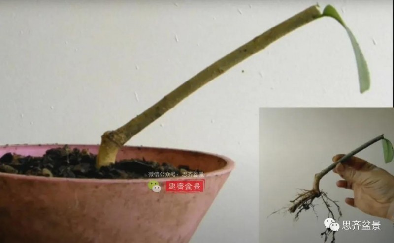 图解 扦插女贞怎么13年制作成盆景