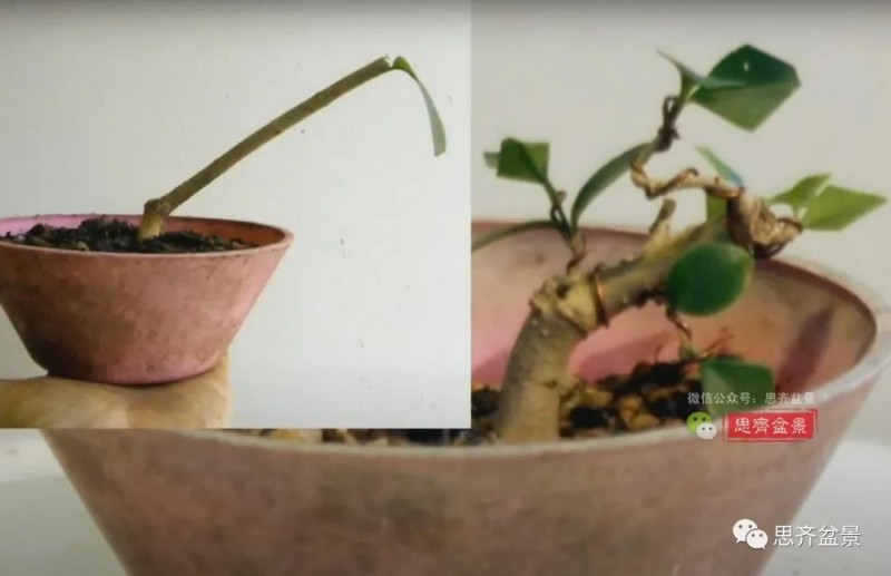 图解 扦插女贞怎么13年制作成盆景