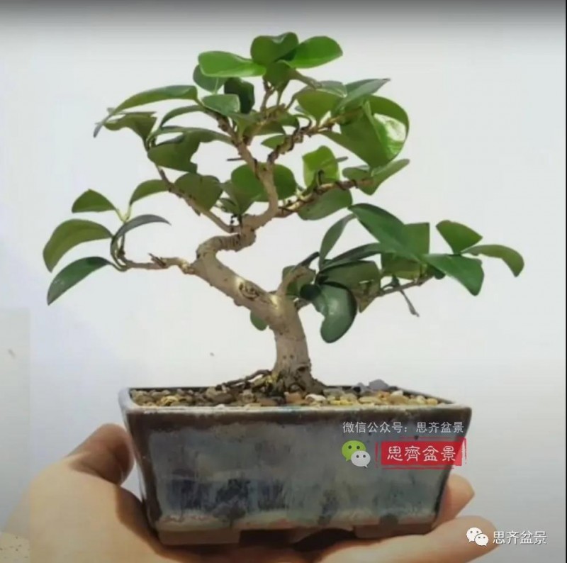 图解 扦插女贞怎么13年制作成盆景