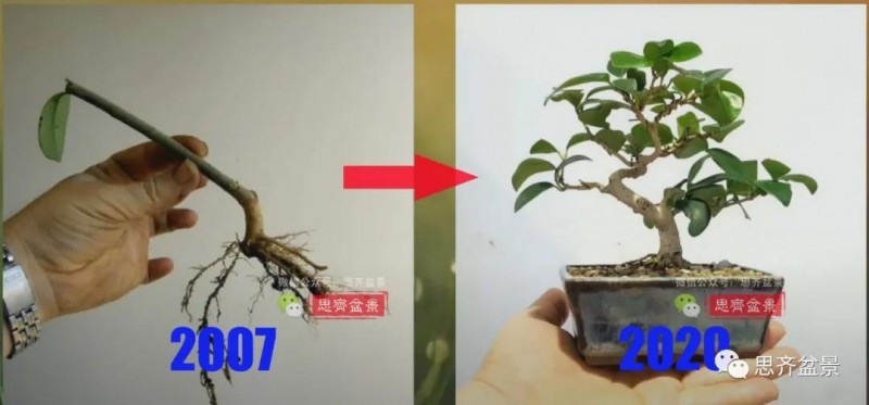 图解 扦插女贞怎么13年制作成盆景