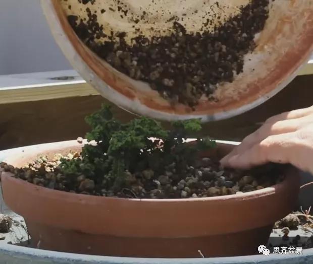 图解 怎么用扦插石化桧制作一本丛林盆景