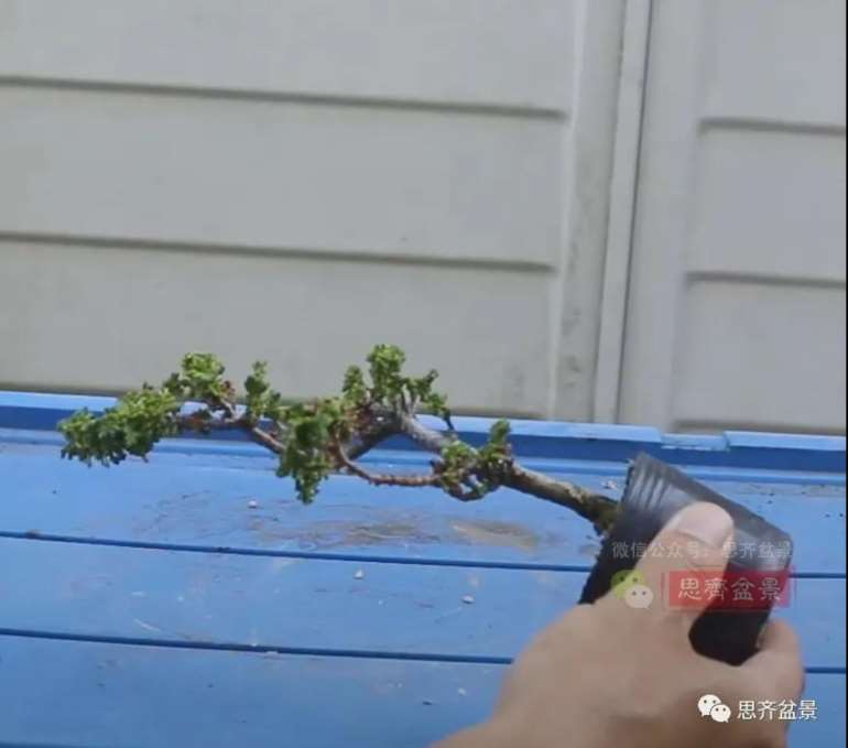 图解 怎么用扦插石化桧制作一本丛林盆景