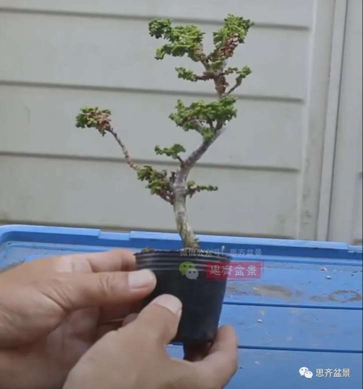 图解 怎么用扦插石化桧制作一本丛林盆景