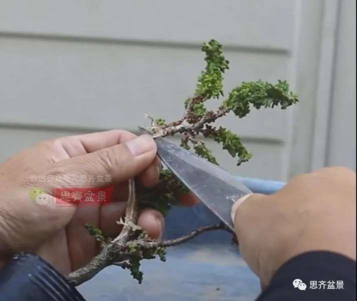 图解 怎么用扦插石化桧制作一本丛林盆景