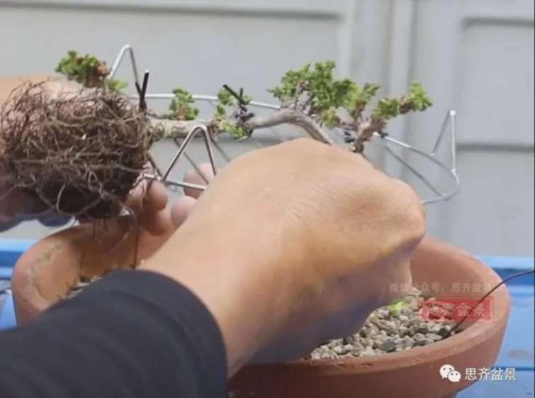 图解 怎么用扦插石化桧制作一本丛林盆景