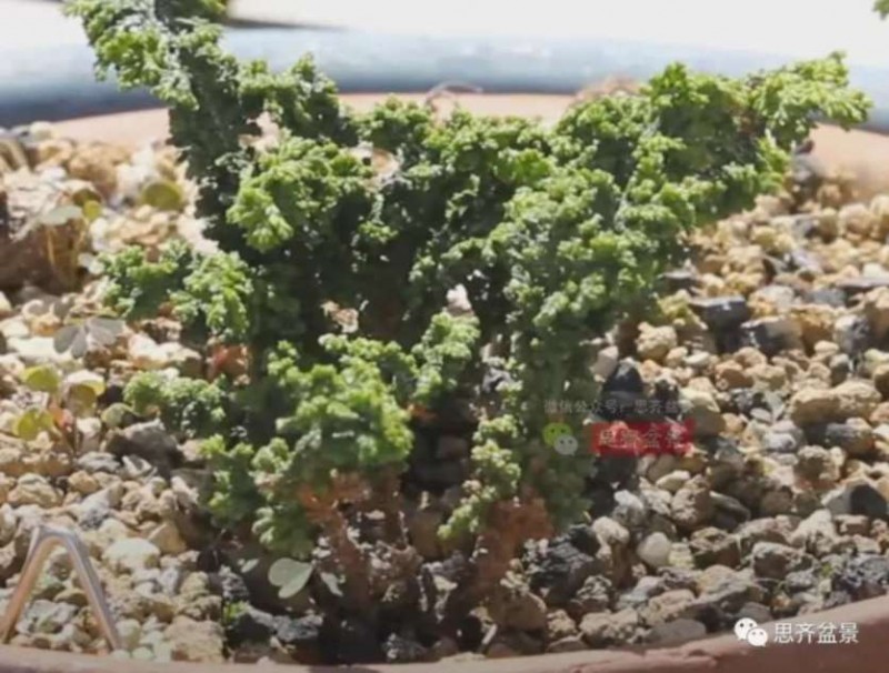 图解 怎么用扦插石化桧制作一本丛林盆景