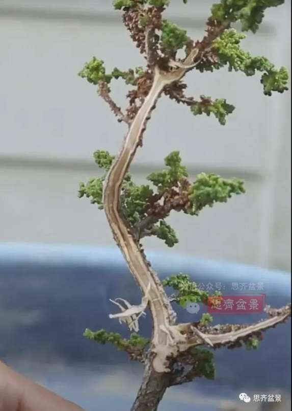 图解 怎么用扦插石化桧制作一本丛林盆景