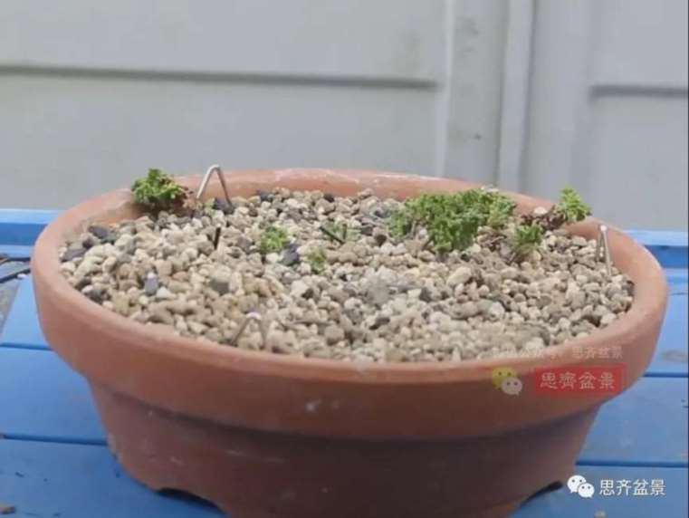 图解 怎么用扦插石化桧制作一本丛林盆景