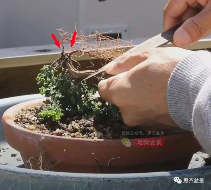 图解 怎么用扦插石化桧制作一本丛林盆景