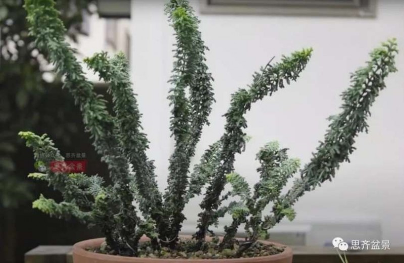 图解 怎么用扦插石化桧制作一本丛林盆景